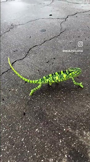 The Secret Behind Every Color Change #Wildlife #Reptiles