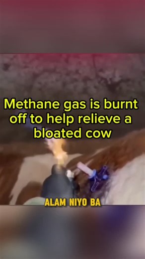 Alb Sen on Instagram: "How to help relieve a bloated cow #highlightseveryone #mydailychallenge #Followers"