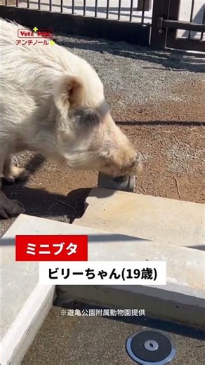 【シニア動物紹介】遊亀公園附属動物園 #動物園 #アンチノール