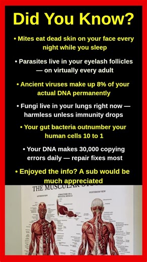 Things Living Inside Your Body Right Now 🦠😱