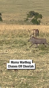 Mama Warthog Chases Off Cheetah | Wrestling News