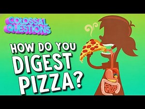 How to work digestive system?3D anatomy animation.