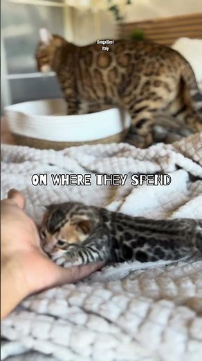 Here are three gentle but important rules for raising a happy, mentally healthy Bengal cat #bengals