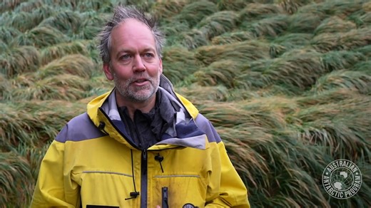 Macquarie Island is a landscape transformed. Ten years after the island was declared free of rabbits, rats and mice, the vegetation is flourishing. 👏 🐧Scientists and managers are now building on the success of this conservation triumph, to ensure the future of the World Heritage listed island and its wildlife. Learn more: https://www.antarctica.gov.au/news/2024/macquarie-islands-astounding-recovery-ten-years-on-from-rats-mice-and-rabbits/ Tasmania Parks and Wildlife Service | Australian Antarc