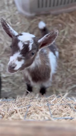 Adorable Baby Goat Moments