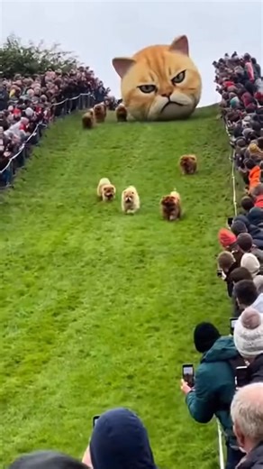 Chow Chow Show AI - Afrinda Gunawan on Instagram: "Chowchow joins the legendary Cheese Rolling Race at Cooper’s Hill 🏔️ but this time every participant is also a Chowchow — and the cheese is GIANT, bigger than a car 😂🧀. The moment it starts rolling, all the Chowchows turn into fluffy bowling balls chasing a runaway planet, crashing, spinning, flying into bushes, and bouncing off each other 💨💥. One Chowchow tries to hug the cheese, gets flattened, and pops out like a pancake 🥞. At the finis