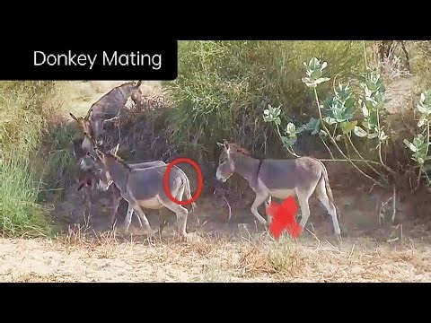 Donkey Video|Donkey Mating Jungle Animal MatIng #animal
