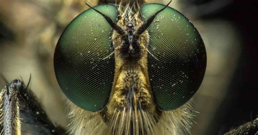 Scientists Create Tiny Insect-Inspired Camera That Captures 9,120 FPS in Near Darkness