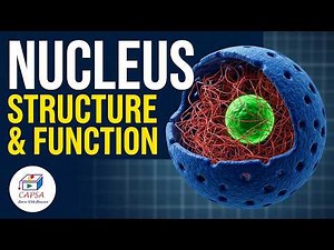 Nucleus Structure & Function Explained: Chromatin, Nucleolus & Cell Biology