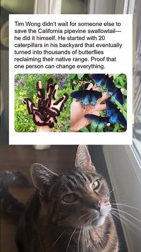 One man single-handedly saved an entire butterfly species 🦋 #swallowtail #conservation