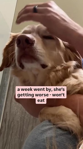 5K views · 51K reactions | Love dogs? Love coffee? With Flip Coffee, every cup you brew helps rescue shelter dogs. Organic, smooth, and low-acid, it's the perfect way to make a difference in the lives of dogs—one sip at a time. Want to make your morning coffee count? Visit Flipcoffee.com to save 10% on 3 bags with free shipping included! | Rocky Kanaka | Facebook