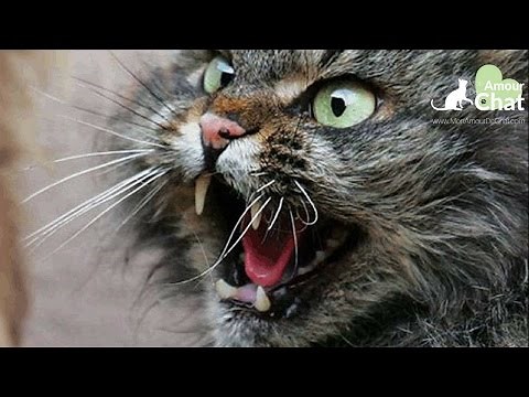 Chat agressif, TERRIBLE video de chats agressifs et en colère, chat qui griffe