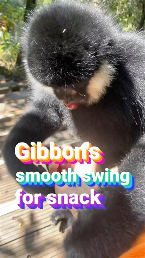 Watch as this white-cheeked gibbon gracefully swings down from the trees to grab a fruit snack from a park ranger in China's Yunnan. A master of speed and balance. #Gibbon #Yunnan #wildlife #China | China Xinhua News
