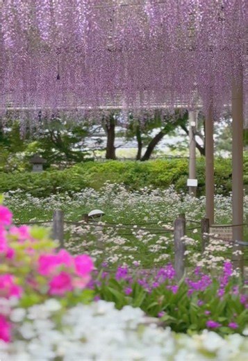 曼陀羅寺公園 たくさんの賑わいに包まれた 江南藤まつり 人の流れをぼかし 静けさを切り取りました😅 その場の空気や 藤のやさしい揺れが 少しでも伝われば嬉しいです #愛知 #藤の花 #曼陀羅寺公園 #癒しの瞬間 #江南藤まつり