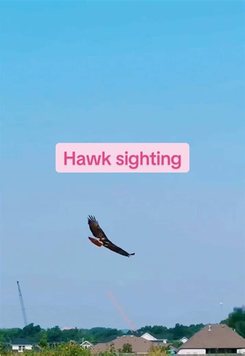 Biggest hawk I’ve ever seen #fyp #bird #hawk