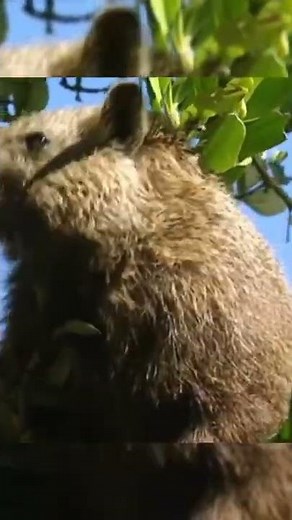 ENDEMIC ANIMALS OF THE DOMINICAN REPUBLIC.