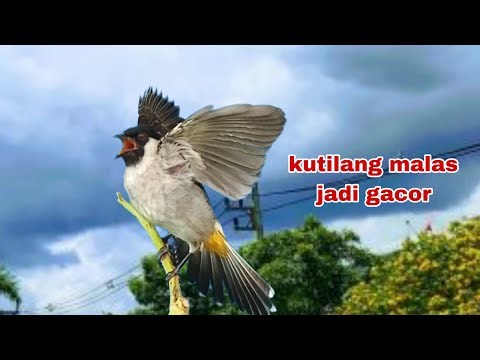 Suara Burung Kutilang Gacor Memanggil Lawan