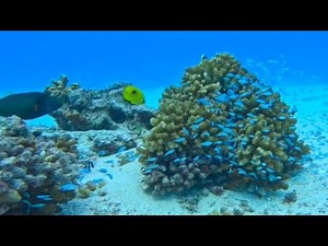 Witness the Incredible Coral Reef Ecosystem Come Alive with Colorful Marine Life