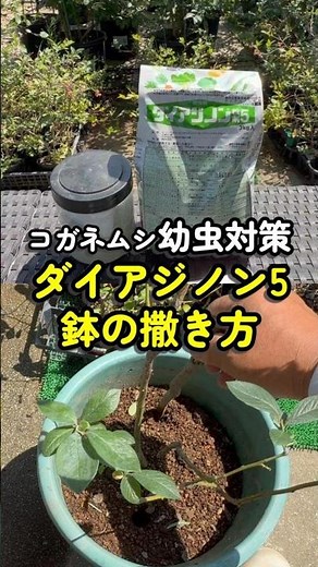 How to Control Japanese Beetle Larvae in Blueberries | Applying Diazinon 5 to Pots