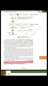 Negative and Positive control of Lac Operon 🧬
