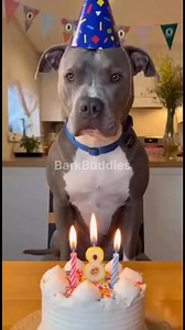 2.2M views · 67K reactions | #reelsviralシ #reelsvideoシ #fbviralpost2025シ #fypシ #chihuahua #funnydogs #pitbull | BarkBuddies | Facebook