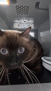 Cats in China are now riding high-speed rail. During this year’s Spring Festival travel rush, railway authorities in Chongqing rolled out a pilot pet consignment service on select routes, giving fluffy creatures their own “ticket” home on bullet trains.With the new service in place, eligible cats and dogs are carried in dedicated transport cases equipped with smart monitoring systems, while railway staff keep an eye on them along the journey. As more households welcome pets as part of the family