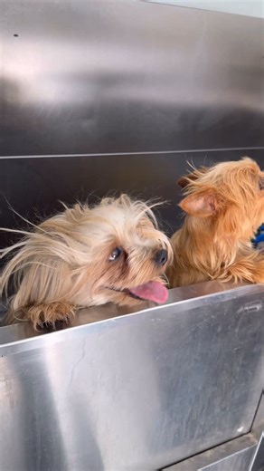 #usa #doginstagram #pet #la #beverlyhills #happydog #grooming #doghealth #usagroomingpet | Usagroomingpet