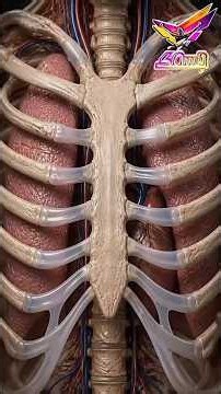 How Doctors Stop Your Heart to Save Your Life
