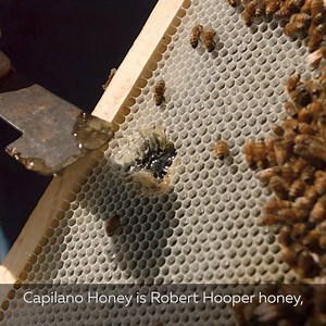 Did you know, Capilano Honey is Robert Hooper’s honey? When you enjoy Capilano, you can be sure you're choosing 100% pure Aussie honey from local beekeeping families, just like the Hoopers. 🐝🇦🇺#SupportAussieBeekeepers | Capilano Honey