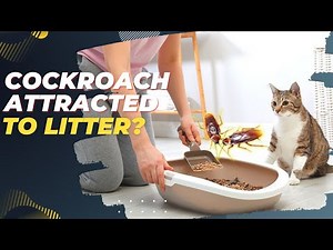 Are Roaches Attracted To Cat Litter??