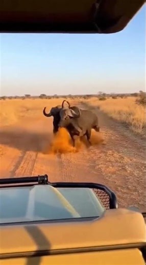 Bulls Fight on the Dirt Road Resulting in a Dramatic Knockout and Dust