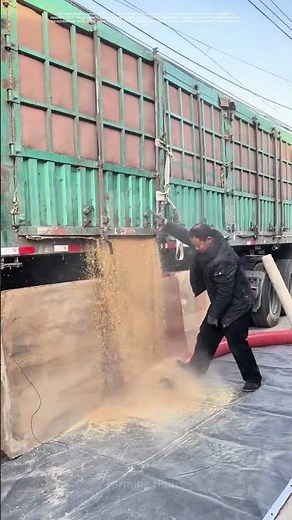 Unloading the Harvest: How Farmers Transform Trucks into Streams of Grain