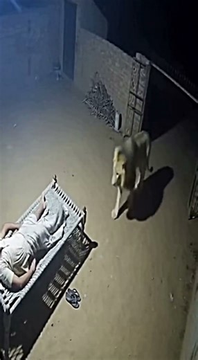 Security Footage Reveals Horrific Lion Encounter