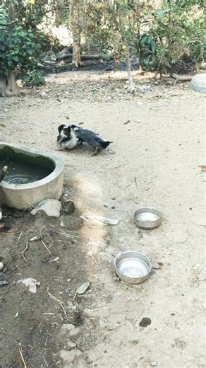 Indian runner duck farming in Indian village #duckfarmer #bird #duck #duckfarm #ducklife #babyduck