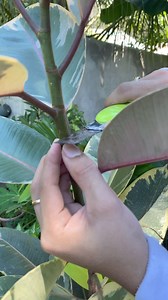 HOW TO CUT A RIBBER TREE PLANT | Mark of the Jungle Plants