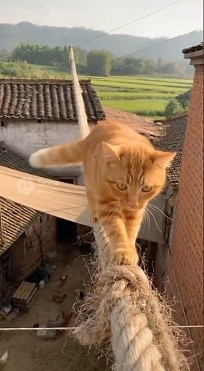 Cat walking a tightrope between two buildings! This is TOO DANGEROUS! 🤯 #cat #catstunts #fypシ