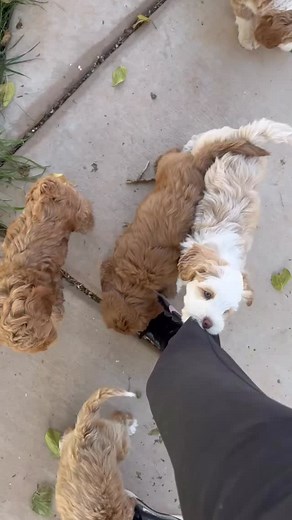 You would think that after 30 years in the biz I’d learn how to successfully walk across my yard! Good thing I LOVE them! 🤨💜 #Australianlabradoodles #BreedPlanDogs #FamilyDogBreeder #EthicalDogBreeder #ResponsibleBreeding #betterbreedbydesign #labradoodle #Reddesertdoodles #walalabradoodles #labradoodlesofinstagram #labradoodlesofinsta #labradoodlepuppy #alaalabradoodles #mydogisawaladog #doodlepuppy #labradoodledaily #labradoodlecorner #labradoodlenation #labradoodles #puppiesofinstagram #myd