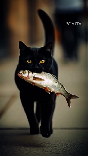 emotional cat story #animation #cartoon #sad #cat #meowmeowsong