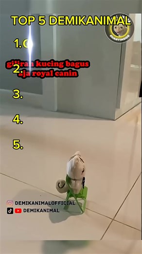 Top Cute Animal Core Videos #fyp #core