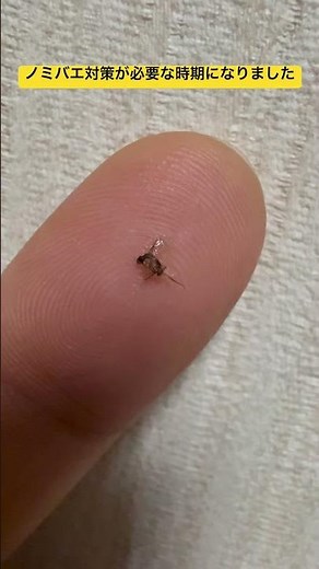ノミバエ対策が必要な時期 #ノミバエ