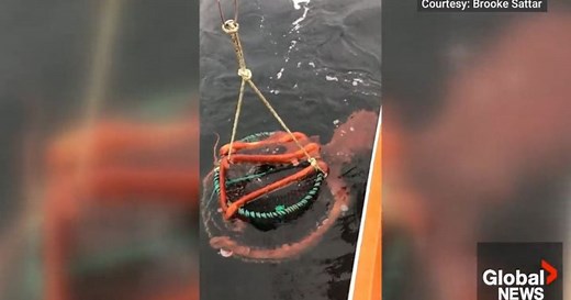 Vancouver Island resident encounters huge octopus while fishing