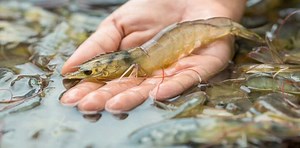 GENICS LAUNCHES SHRIMP MULTIPATH2.0