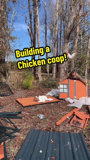 Let’s build a coop! 🐓 Also keep an eye out for cheap deals! Got this coop off marketplace for 150 bucks! 💰 and yes we will treat the coop for any mold prior to birds going in here😉 #foryou #coop #build #chickens #couple