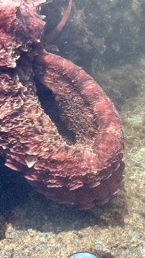 Catherine Dobrowolski | W🐙W! Look at Baby’s horns!😃 1.1M views #kraken #giantpacificoctopus #octopus #octopi #cephalopods #octopus🐙 #octopuslove #octopuses... | Instagram