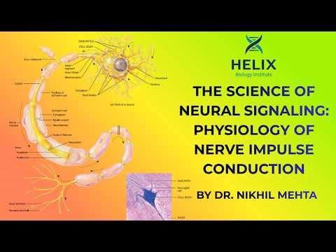 Nerve Impulse Conduction Explained | Physiology of Action Potential | NEET Biology