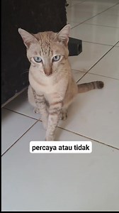 Memelihara kucing membawa kebahagian.. #catlovers #pencintakucing #kucinglucu #kucing #reels | Sry Ayu