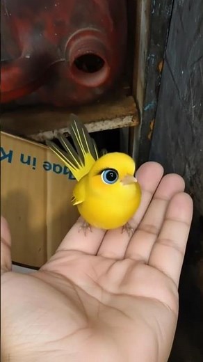 Tiny Yellow Bird Jumps Out of Box & Shows Pure Love 🐤❤️ | Heartwarming Moment