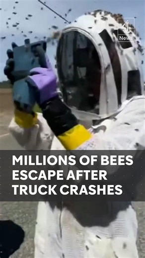 161 reactions · 56 comments | An estimated 250 million bees have escaped, after the lorry carrying them overturned in the US. A truck carrying hives crashed on a road in Washington State. Emergency services, and several master bee keepers, have been trying to save the pollinators. The road around the crash site will remain closed for up to two days to allow the bees to find their queens and re-enter their hives. #Bees #US #Hives #Channel4News | Channel 4 News | Facebook