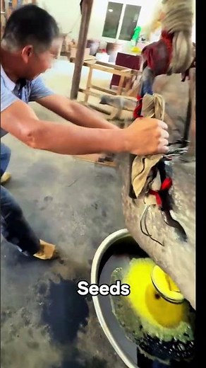 Ancient Wooden Press Makes Pure Canola Oil! #traditionalcrafts #shorts