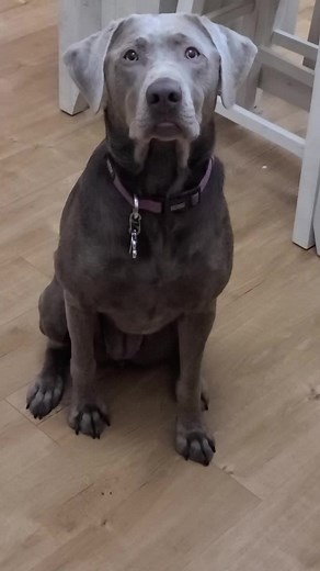 Beware Of The Cat!!! #fyp #foryou #foryoupage #dogsoftiktok #dogs #doglovers